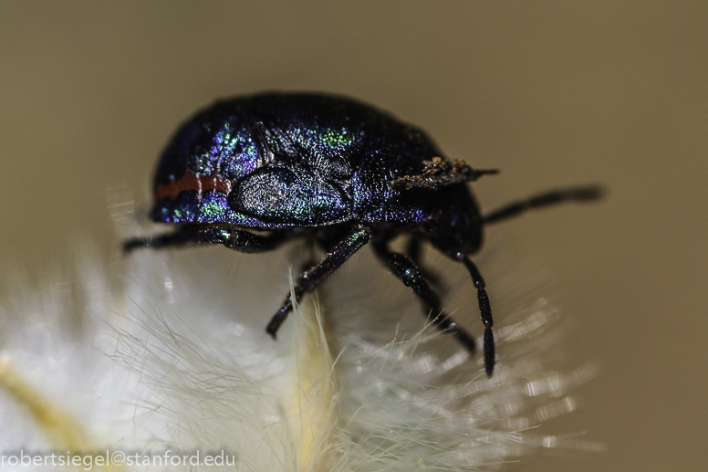 colorful beetle
